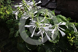 Hosta plantaginea (Lam.) Aschers It is a perennial perennial root plant of Hosta in Asparagaceae.