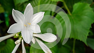 Hosta plantaginea or plantain lilies from the asparagaceae family with blooming flower grows in flower bed or garden. 16x9 format