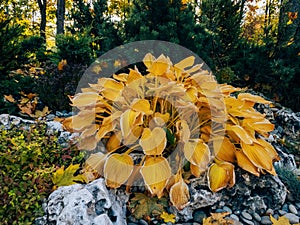 Hosta Plantaginea with yellow leaves - plant for Japanese autumn garden of stones