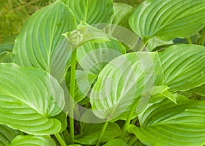 Hosta plantain Hosta plantaginea