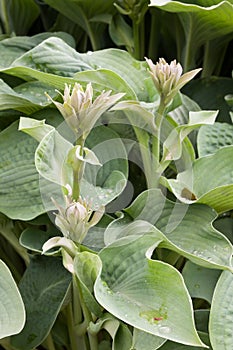 Hosta - Plantain Lilies