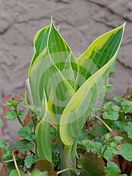 Hosta or plantain lillies