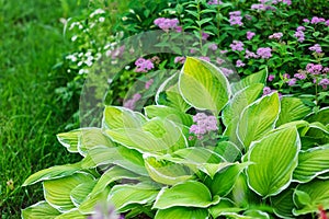 Hosta planted in summer garden photo