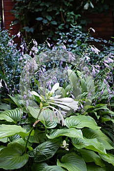 Hosta plants with purple and white flowers. Shade tolerant plants in a garden in summer