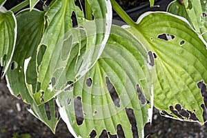 Hosta plants with snail and slug damage