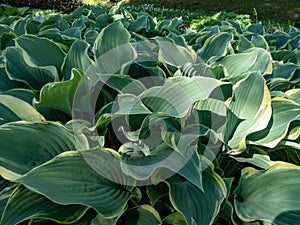 Hosta \'Regal Splendor\'. Large hosta with thick, wavy-undulate, blue-gray leaves with irregular creamy white to pal