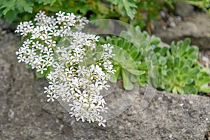 Hosta’s Saxifraga Saxifraga hostii ssp. hostii, rosettes with white flowers