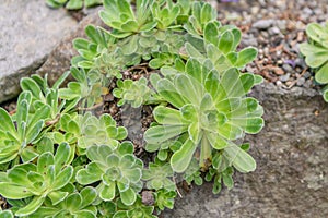 Hosta’s saxifrage Saxifraga hostii ssp. hostii, green rosettes