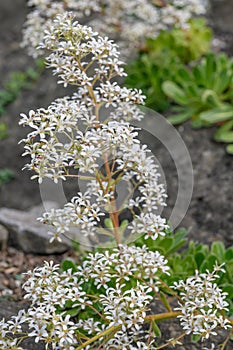 Hosta’s saxifrage Saxifraga hostii ssp. hostii, tiny white flowers