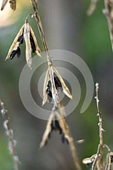 Hosta - seeds