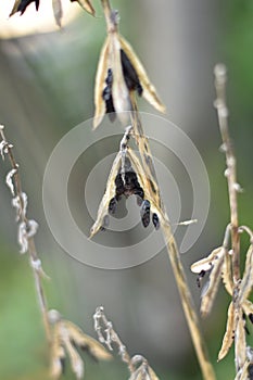 Hosta - seeds