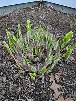 Hosta shoots