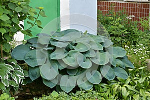 hosta sieboldiana elegans - plant used for landscaping gardens.