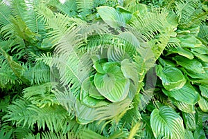 Hosta sieboldiana and fern background