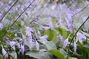 Hosta sieboldiana with light violet flowers