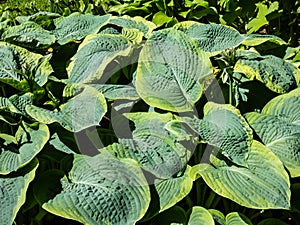 Hosta sieboldiana \'Samurai\' with huge, thick blue wide green leaves with irregular yellow margins