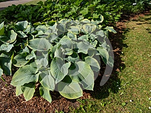 Hosta sieboldiana 'Samurai' with huge, thick blue wide green leaves with irregular yellow margins