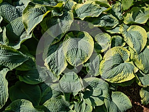 Hosta sieboldiana 'Samurai' with huge, thick blue wide green leaves