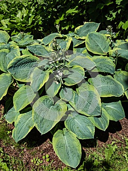 Hosta sieboldiana \'Samurai\' with thick blue wide green leaves with irregular yellow margins growing in the garden in