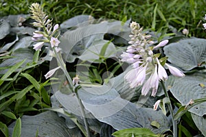 Hosta sieboldiana - very large pant with delicate flowers