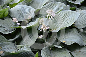 Hosta sieboldiana - very large pant with delicate flowers