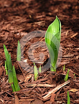 Hosta Sprouts emerging in the Spring