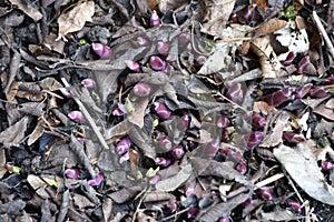 Hosta sprouts in spring