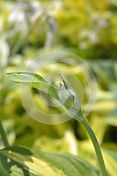 Hosta Striptease
