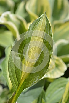 Hosta Striptease