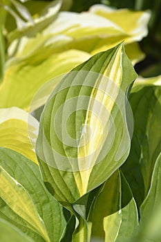 Hosta Striptease