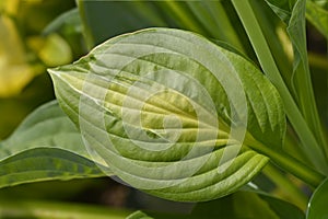 Hosta Striptease