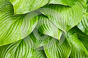 Hosta Tortilla Chip leaves with water drops photo
