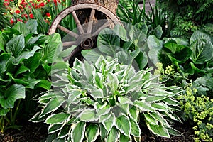 Hosta Undulata albomarginata in the garden design close -up.