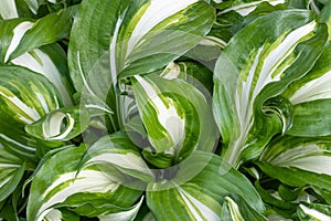 Hosta undulata is a cultivar of the genus Hosta. Ornamental plants in borders. Leaf texture, background of a green wide striped