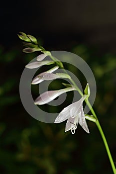 Hosta \'Undulata\' flower against dark background