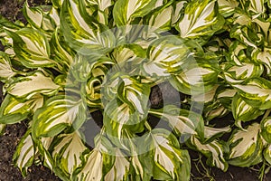 Hosta `Undulata` in garden flat lay