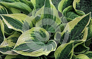 Hosta `Wide Brim`