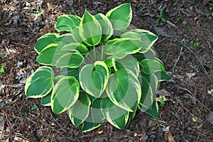 Hostas