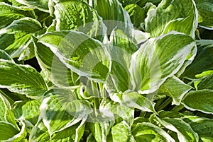 Hostas