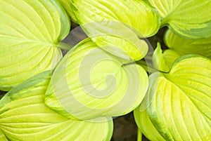 Hostas