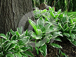 Hostas against a tree