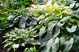 Hostas come in all shades of green and yellow