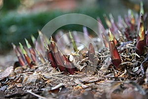 Hostas Coming Up!