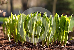 Hostas Emerging in Spring