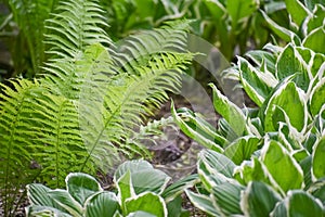 Hostas and Ferns in a Shade Garden