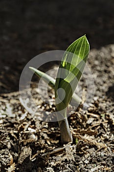 Hostas sprouting in the Spring