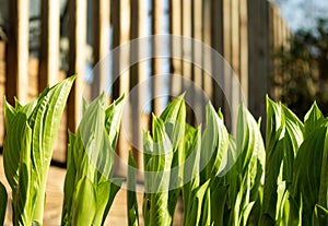 Hostas Unfurling in Spring