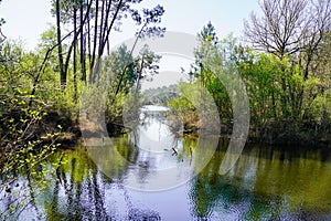 Hostens lake water view with trees reflexion