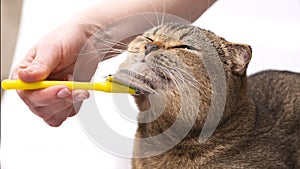 The hostess is combing the fur of a Scottish fold brown cat. Cat grooming, veterinary