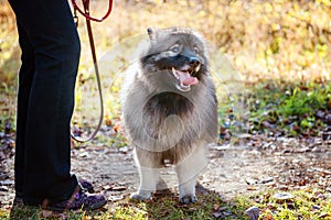 The hostess stands with the leash beside the dog